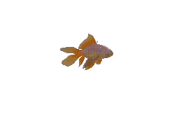 金魚